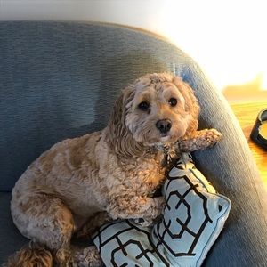 Meet your Posher, Deidre